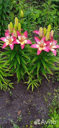 Вива ла вида