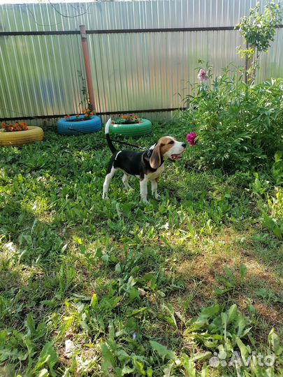 Собаки щенки бигль