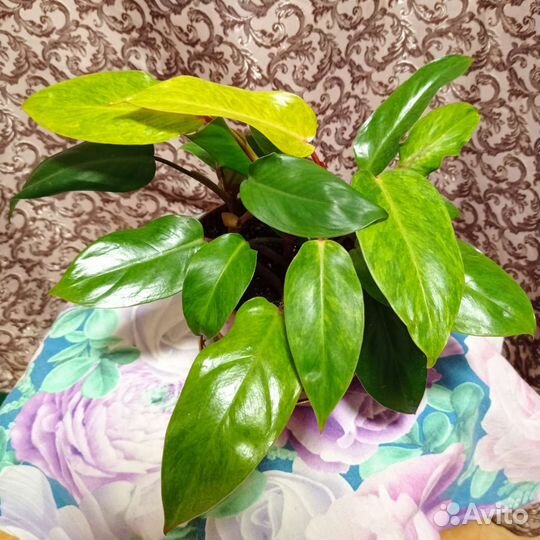 Филодендрон Медуза