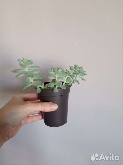 Суккуленты