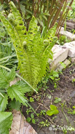 Примула, мак махровый, хризантема мультифлора,ю