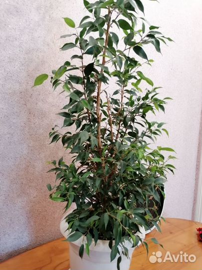 Бенжамин мини