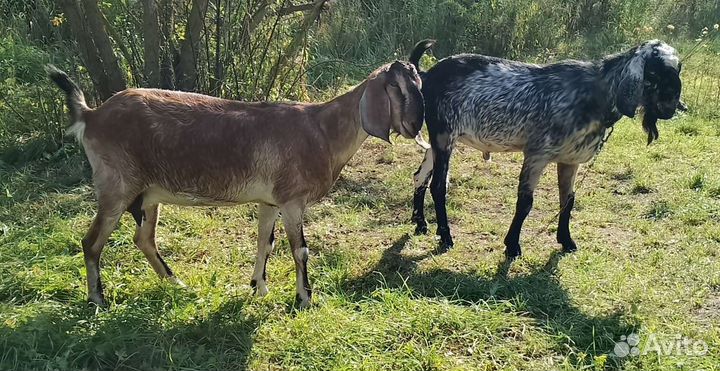 Коза нубийская