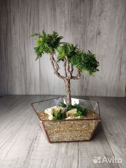 Бонсай/подарок/флорариум
