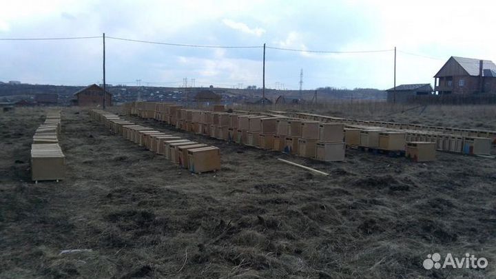 Пчелы Пчелопакеты. Карпеткам Каринка Белфаст