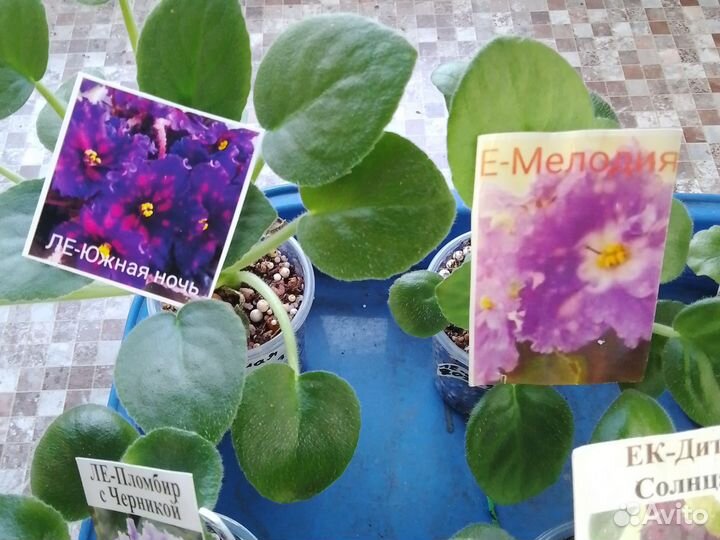 Набор деток 10шт Фиалок почтой