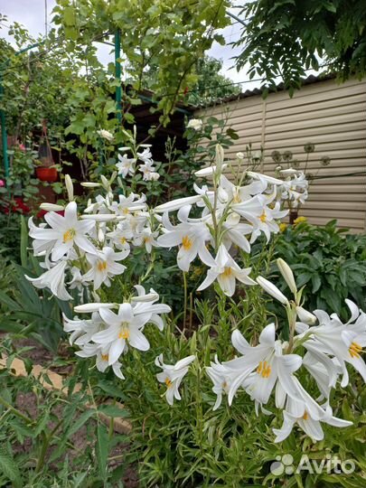 Красивые цветы