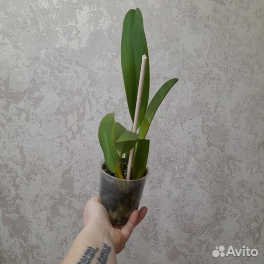 Cattleya warscewiczii var alba