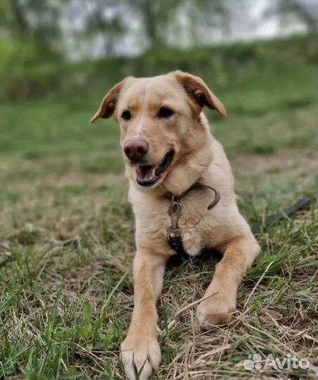 Собака Уна из приюта в добрые руки