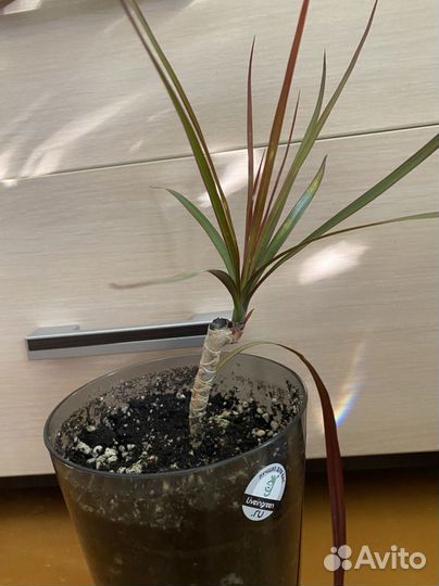 Драцена маргината