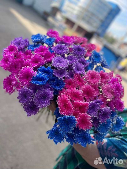 Хризантема