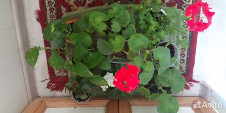 Пеперомия,эпипремнум,каланхоэ,бегония,герани,фиалк