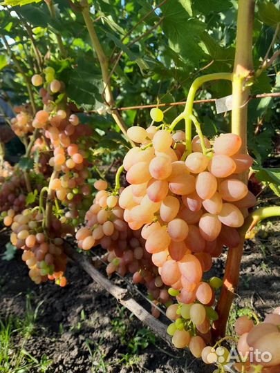 Черенки винограда