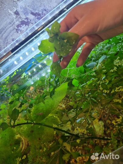 Аквариумные растения