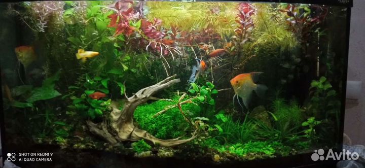 Аквариумные растения и креветки вишня