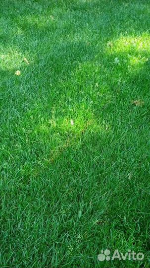 Рулонный газон мятлик