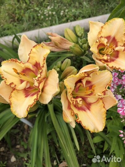 Лилейники сортовые