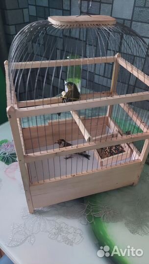 Певчие птицы