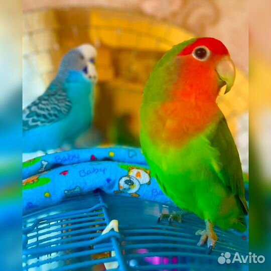 Попугай Киви