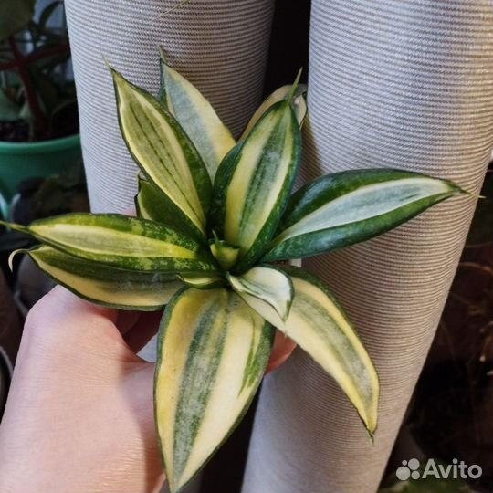 Сансевиерия сортовая