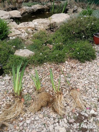 Ирис жёлтый, прудовый