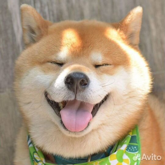 Выгульщик собак