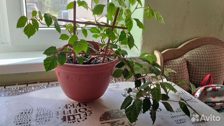 Роициссус Циссус Берёзка цветок комнатный