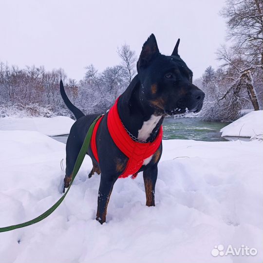 Щенки американского питбуля