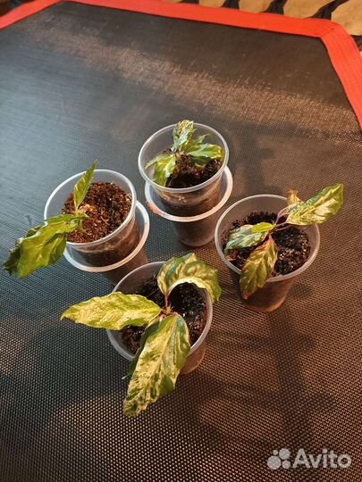 Гибискус купера саженец