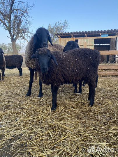 Баран 6 месяцев