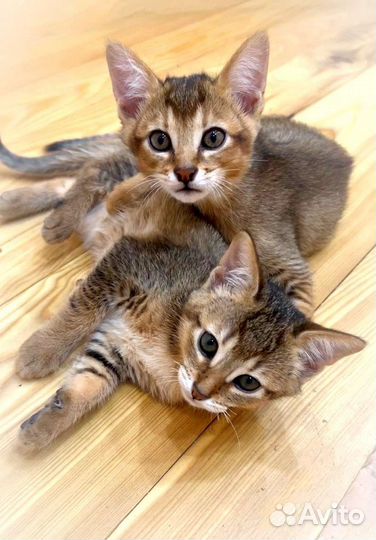 Ручные чаузи: мини-рысь