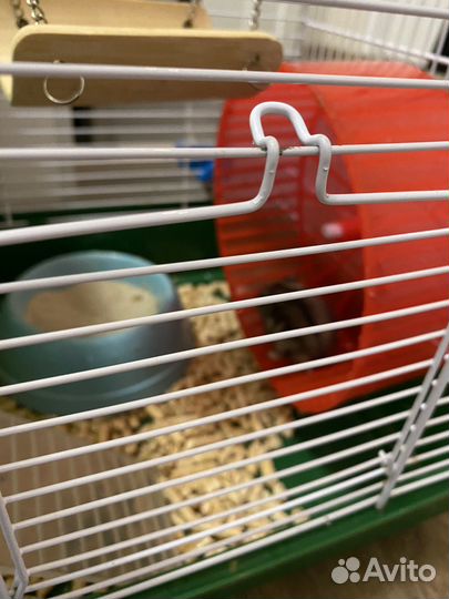 Джунгарский хомяк с клеткой