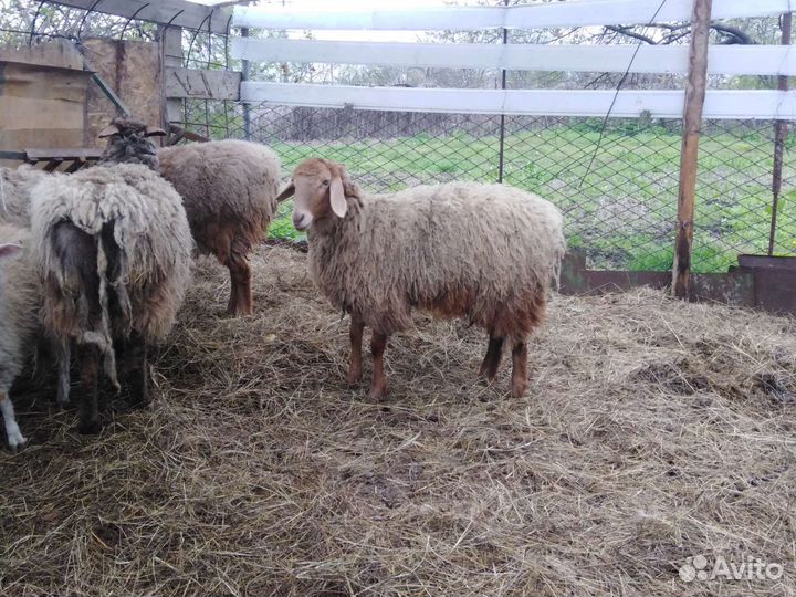 Бараны крупной породы