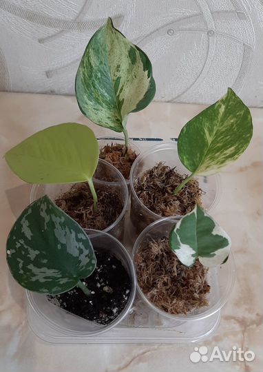 Набор сциндапсусов - 5 шт