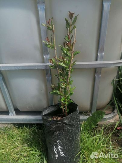 Саженцы домашнего граната