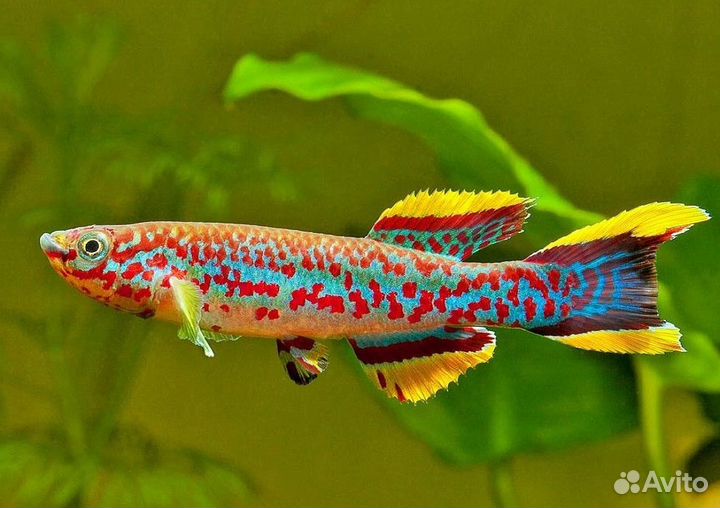 Африканские рыбки килли