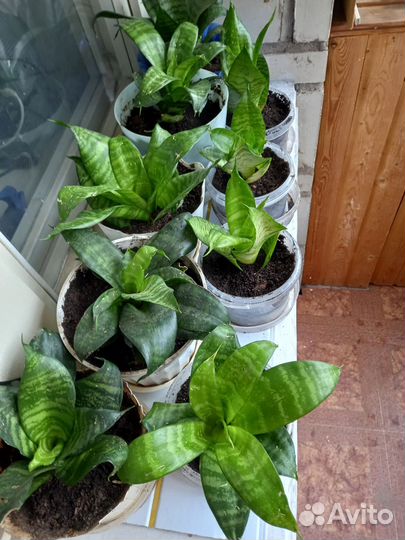 Сансевиерия