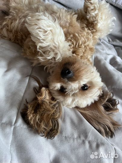 Мальчик мальтипу на вязку