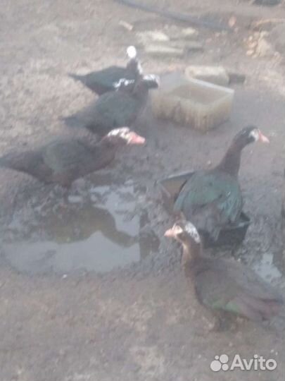 Мускусные утки