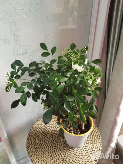 Мурайя дерево императора