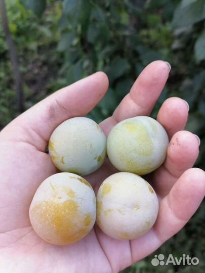 Саженцы сливы