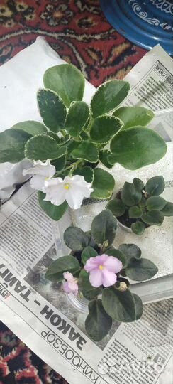 Набор фиалок