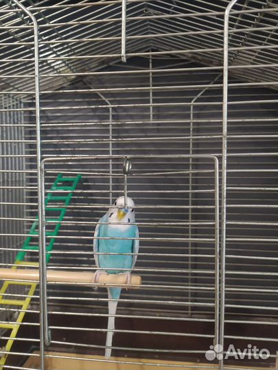 Волнистый попугай с клеткой