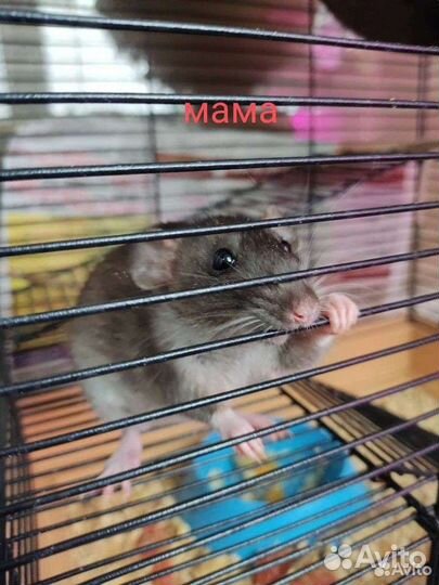 Крыса Крысята дамбо