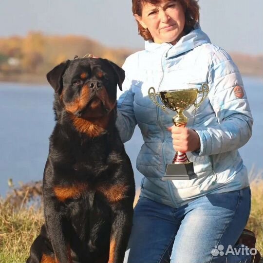 Щенки ротвейлера медвежата