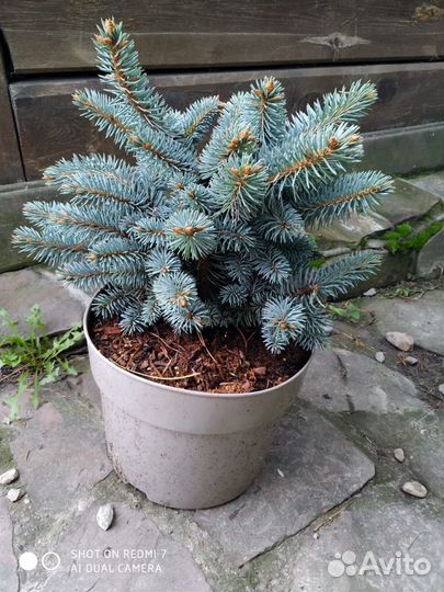 Ель голубая карликовая Глаука Глобоза