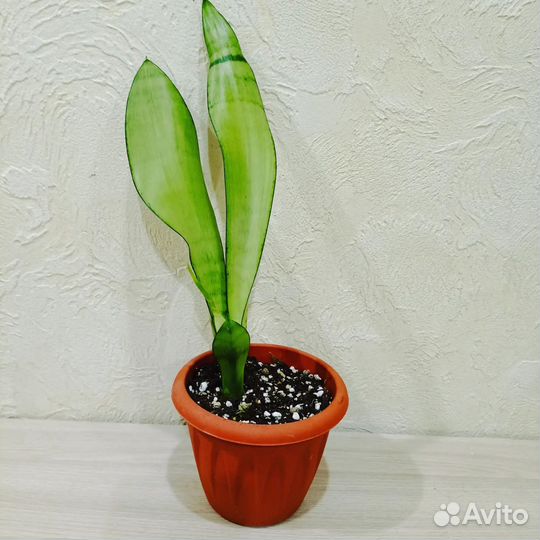 Сансевиерия муншайн