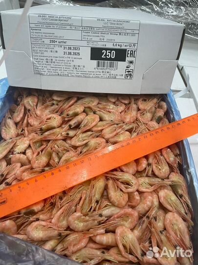 Креветка мурманская