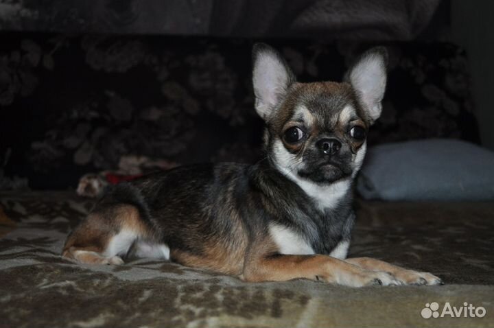 Чихуахуа(мальчик подросток)