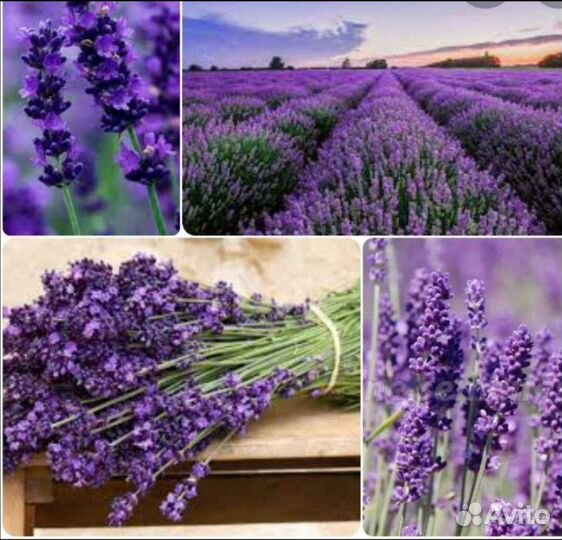 Лаванда цветки россыпью